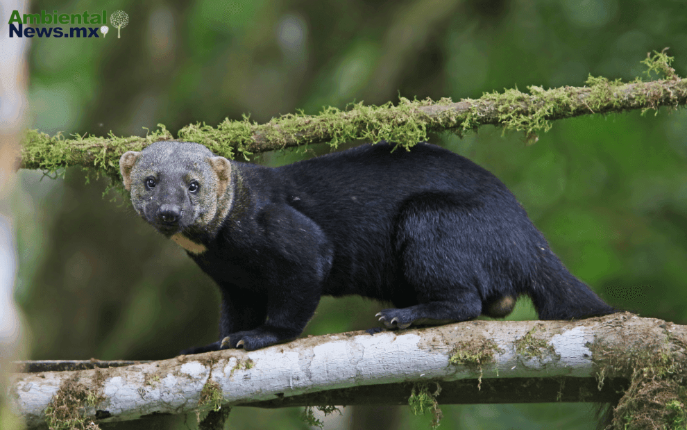 “Viejo de Monte”, especie en peligro de extinción. 10 an344