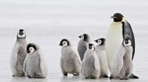 aspectos curiosos pinguinos portada 1280x720x80xX