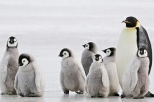 aspectos curiosos pinguinos portada 1280x720x80xX