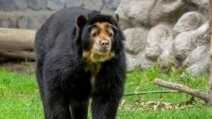 oso pablo 259165 20211203200919