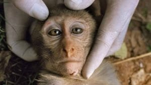 virueladelmonohumanos