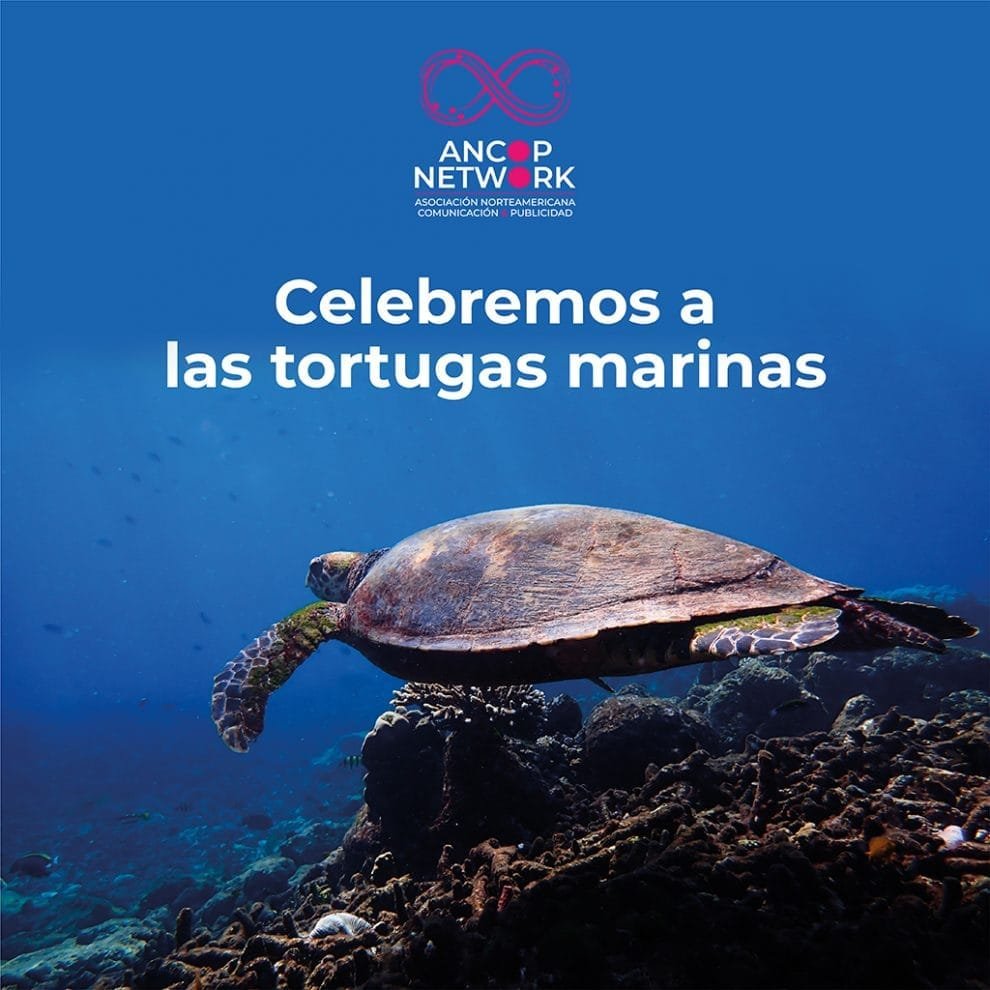 Celebremos a las tortugas marinas 10 ANCOP 03 2