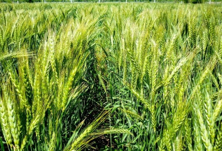 <strong>INAUGURAN FORO NACIONAL SOBRE SEGURIDAD ALIMENTARIA</strong> 10 WhatsApp Image 2022 06 09 at 11.54.27 AM 1