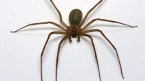 arana violinista 2069450