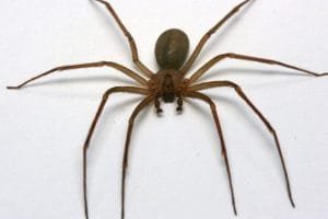 arana violinista 2069450