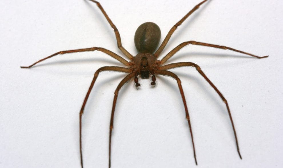 arana violinista 2069450