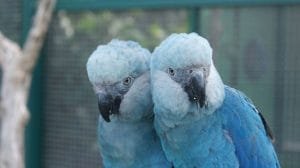 ave cyanopsitta spixii ararinha azul foto camile ugarini