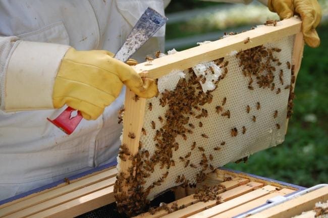 REDUCCIÓN DE 32% DE COLMENAS EN MÉXICO 11 cera abejas