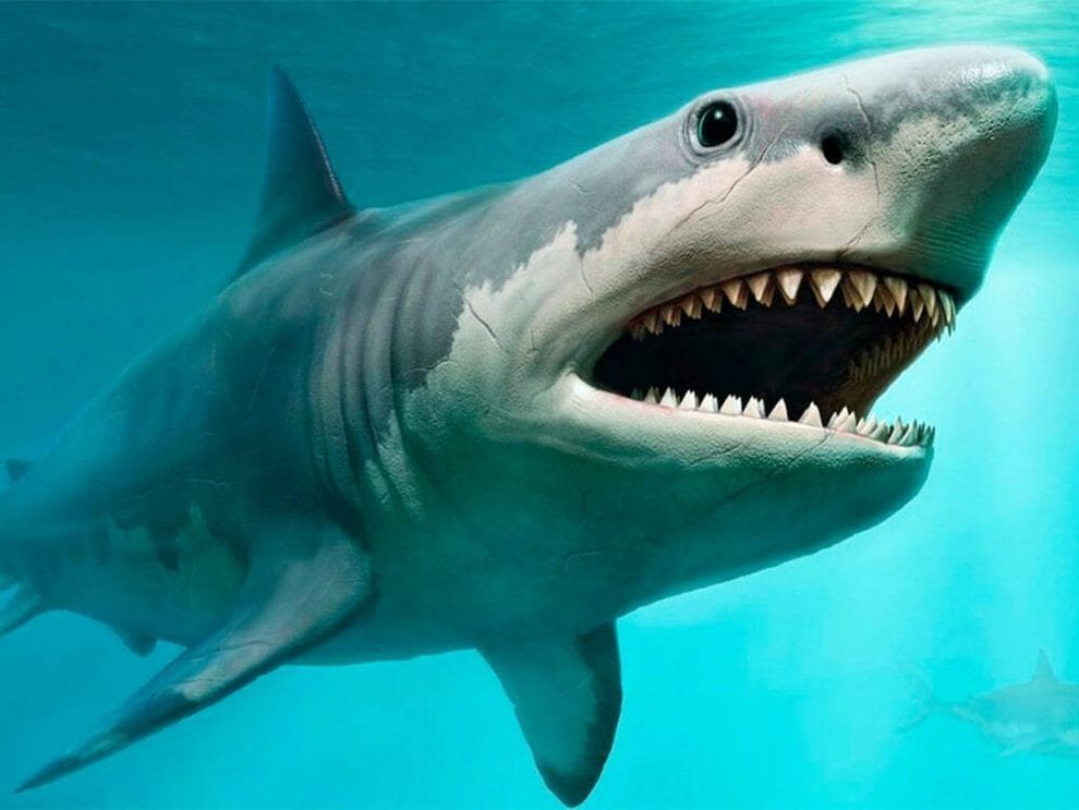 Estudio revela que el tiburón blanco contribuyó en la extinción del megalodón 11 f.elconfidencial.com original 2ae 4f7 f23 2ae4f7f230132da956fd896981f9fc96
