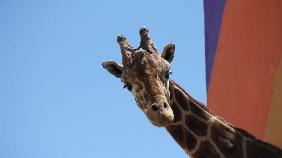 f1280x720 45585 177260 5050