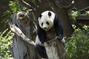 oso panda