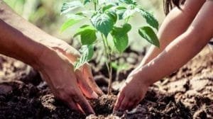 siembran arboles y plantas