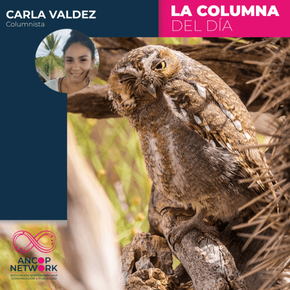 tecolote enano carla valdez