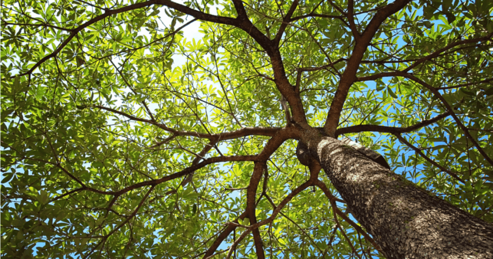 Un llamado a la acción por más área verdes y arboladas 10 arboles