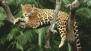 jaguar4