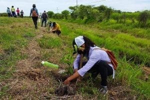 reforestacion