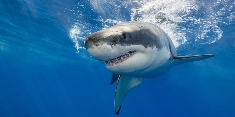 Los tiburones ayudan a controlar el cambio climático 10 tiburones