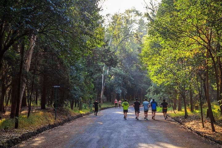 Talan árboles contra ‘gusano descortezador’ en Tlalpan 10 tlalpan