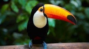 tucan