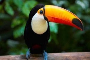 tucan