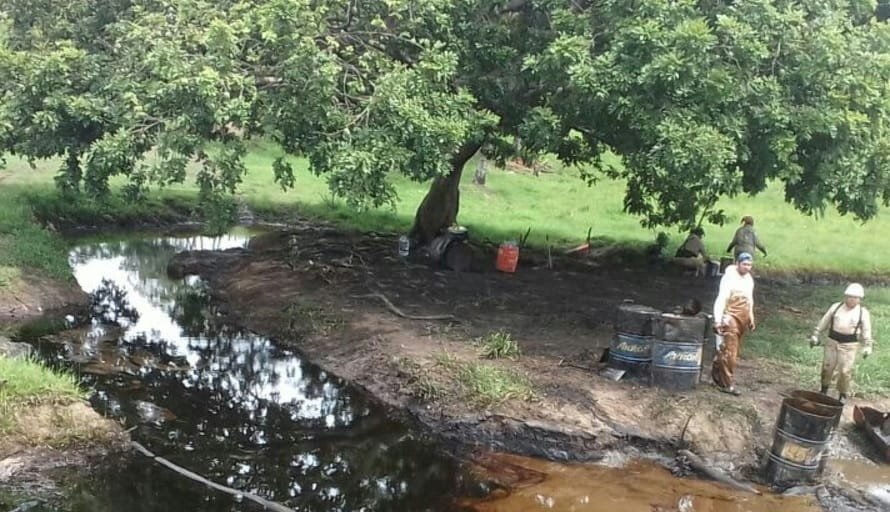 Derrame de aceite afecta flora y fauna en arroyo de Veracruz 11 veracruz