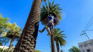 ciudad mexico millones arboles mil