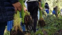 reforestacion sedema