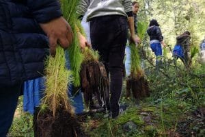 reforestacion sedema