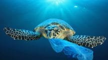 Turtle Eating Plastic Shutterstock