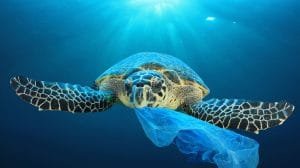 Turtle Eating Plastic Shutterstock