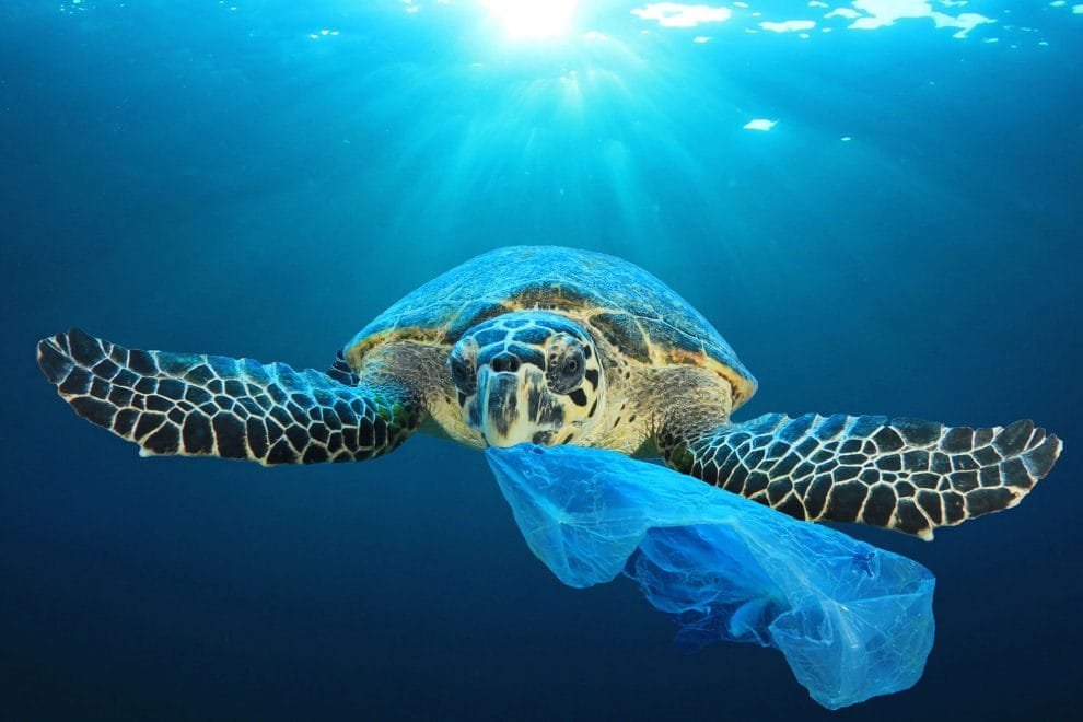 Turtle Eating Plastic Shutterstock