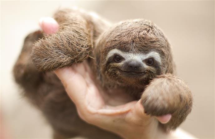 Aumenta demanda de mascotas exóticas 10 3544f626e8db7f31870ab3cea36ced10