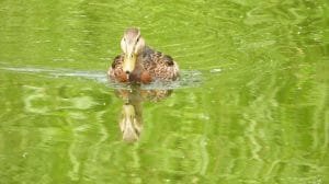 6355617d0730d525629969