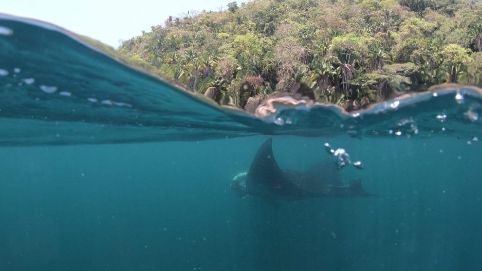 Participación social para proteger a las gigantes de Bahía de Banderas 11 GH016355 Moment 1536x863 1