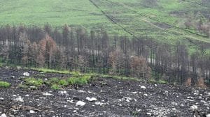 Incendios forestales