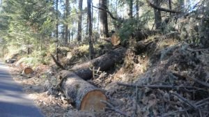 TALA DE ARBOLES ernesto muñoz 1