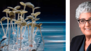 Ambiental News 1 3 e1669878718227