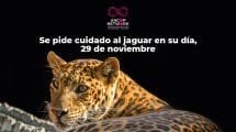 Nota Dia del Jaguar