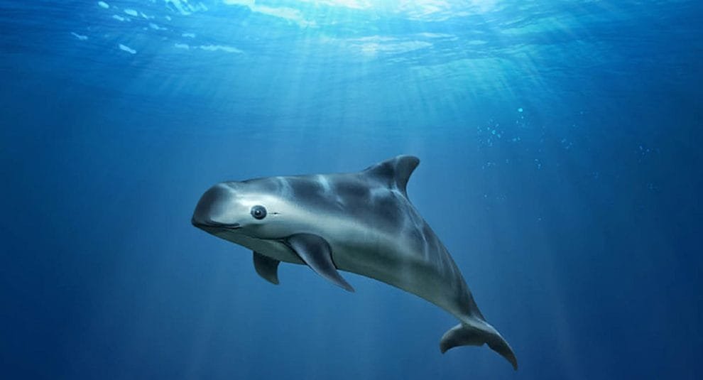 Ultimátum para salvar a la vaquita marina 11 R