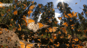 mariposa monarca