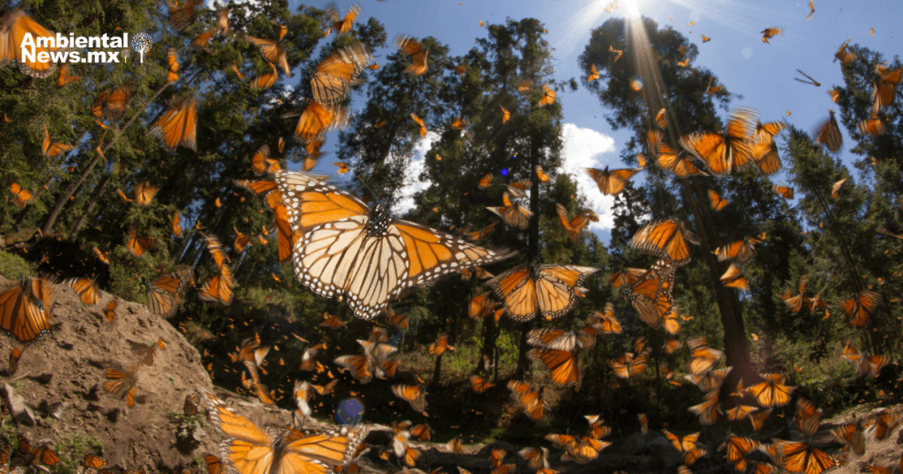 Abren santuario de la mariposa monarca para disfrute de todo el público 10 mariposa monarca