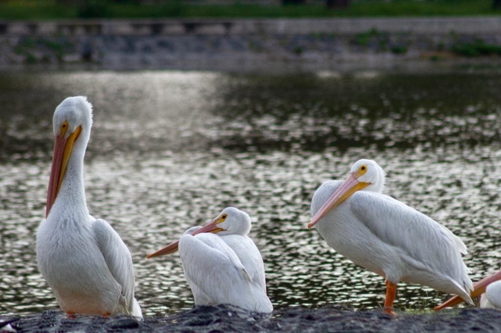 Llegaron los pelícanos blancos 10 6396522a29601185010574