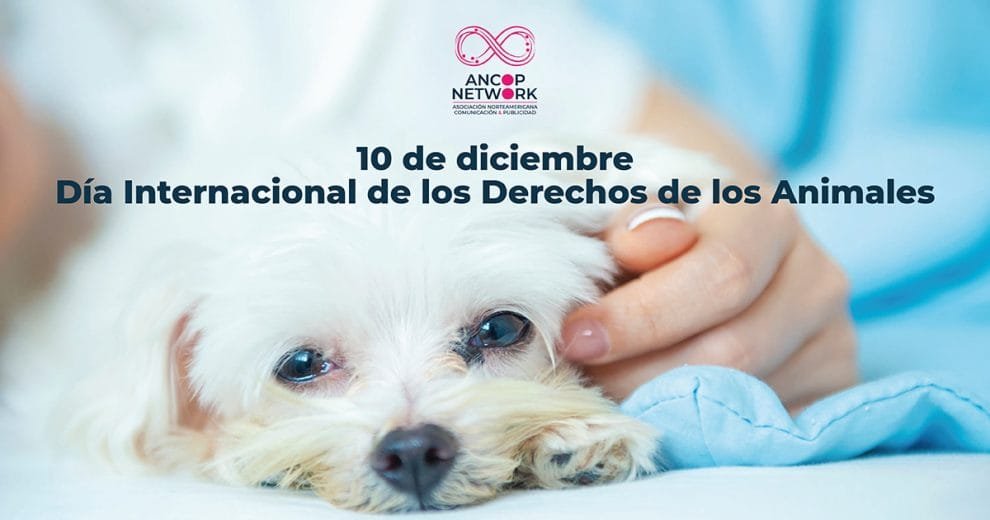 Nota Derechos de los Animales