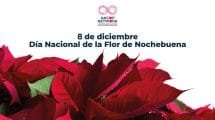 Nota Flor de Nochebuena