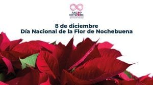 Nota Flor de Nochebuena