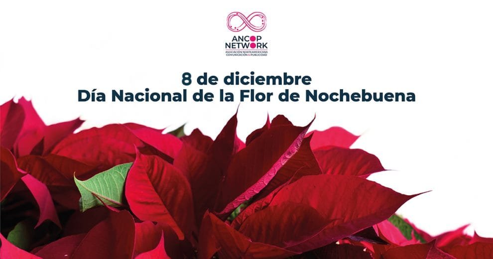 Nota Flor de Nochebuena