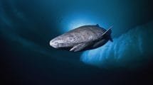 greenland shark 1024x701 2