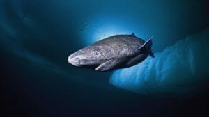 greenland shark 1024x701 2