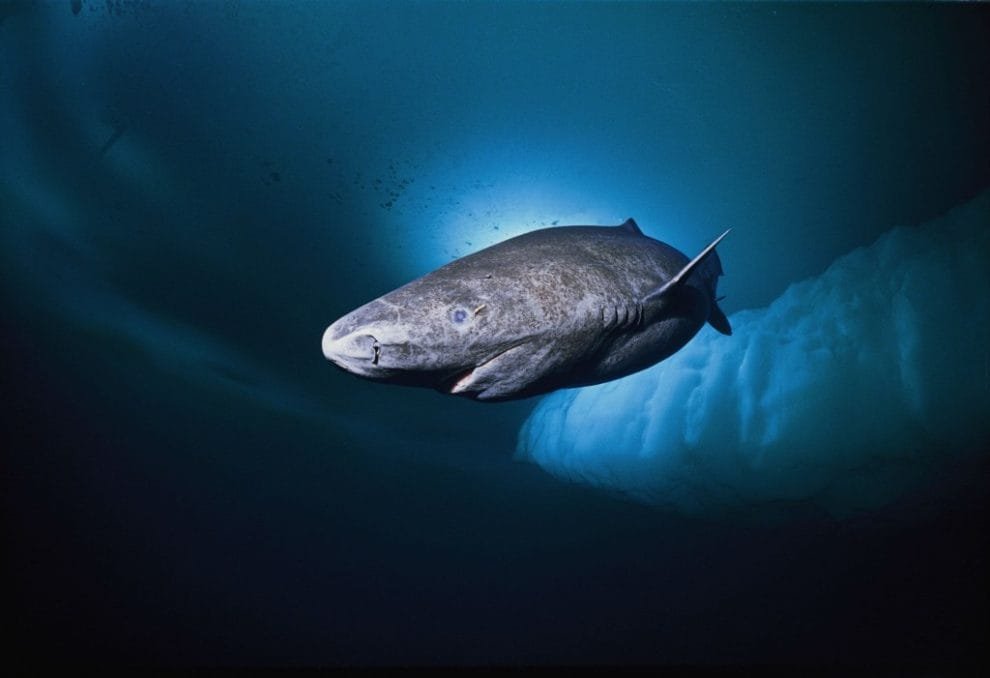 greenland shark 1024x701 2