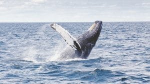 humpback whale 1209297 640